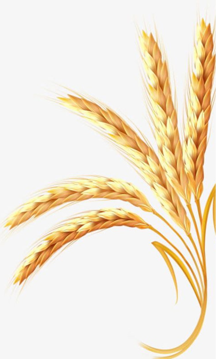 imgbin-golden-wheat-Z462pQRHjLqQANFpxfu7aScu1